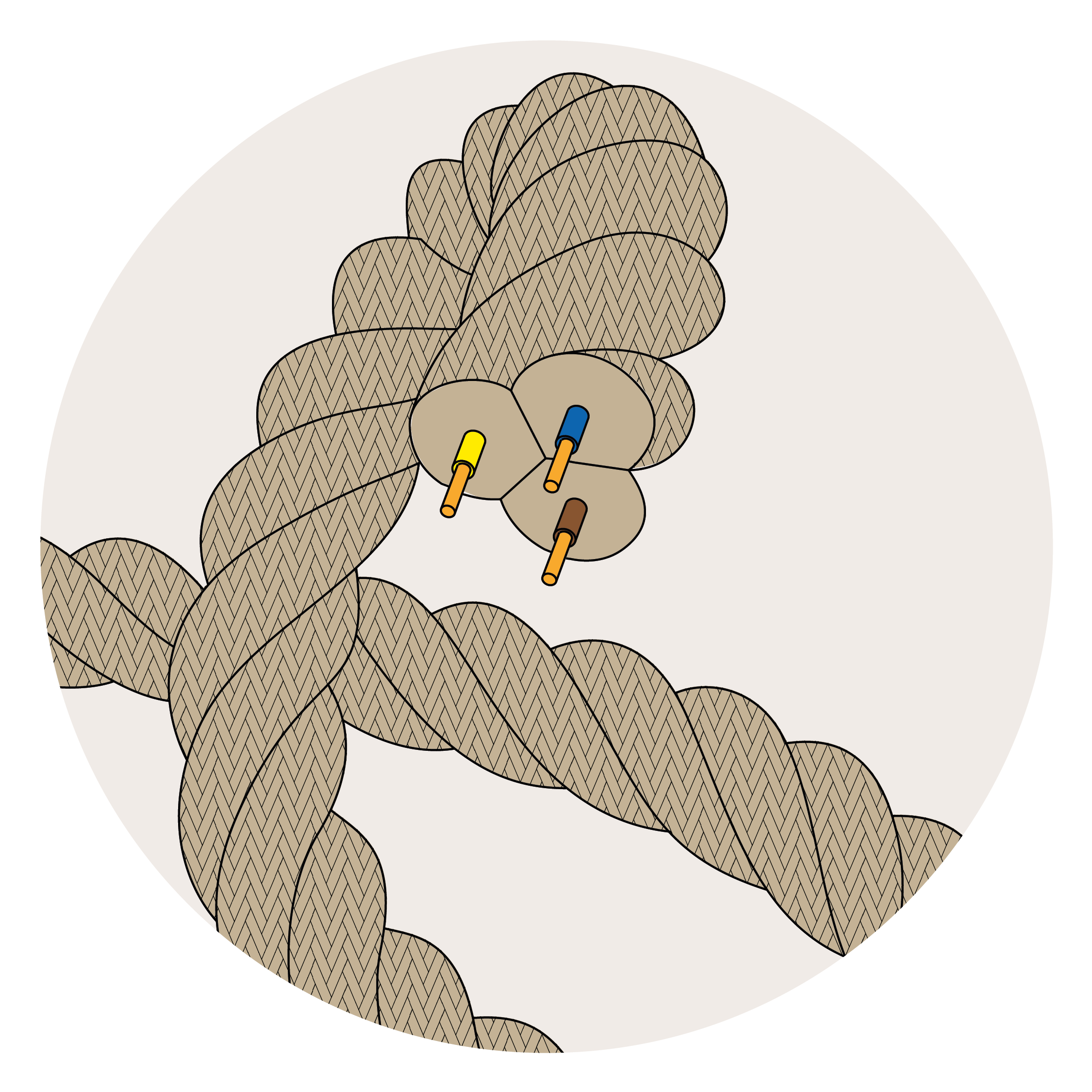 Cordoni